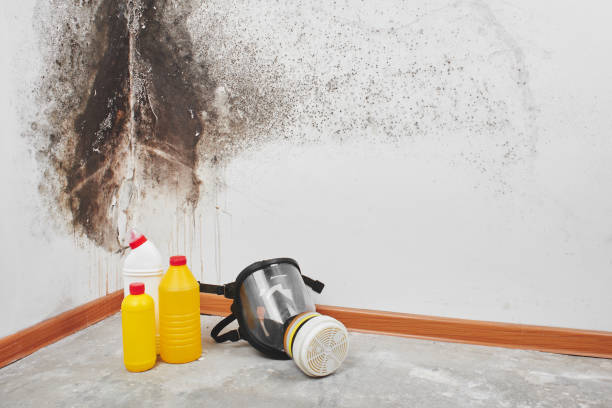 Best Mold Damage Repair  in Brookfield, WI