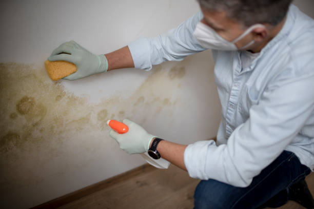 Best Black Mold Removal  in Brookfield, WI