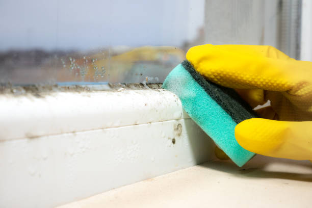 Best Mold Inspection  in Brookfield, WI
